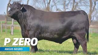P ZERO | Angus Negro 🔹 CIALE Alta 🔹