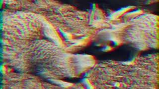 Meerkat   Retro Final