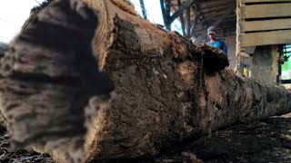 Hidden facts about the ancient wood that is sacred to local residents, 11 meters long