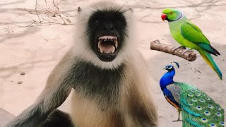 Animals Sound For Babies | Indian Langoor Romantic Videos | Animals Videos 