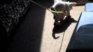 Kill the evil string!!