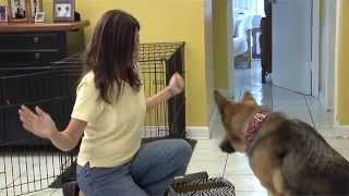 Take Paws: Choosing a New Pet with Dawn Hanna, CPDT-KA