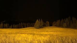 playlist for night walks in your dreams.
