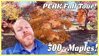 Fall Color PEAK! | Tour My Parents' 300+ Japanese Maple Garden (Maplewood Gardens)