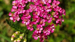Yarrow (Achillea millefolium)