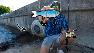 3 Days Chasing Urban Saltwater Giants From Land (INSANE)