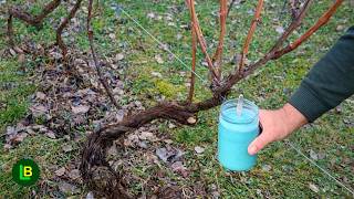 4 Things You Must Do Before The Vines Wake Up - For A Bountiful Harvest