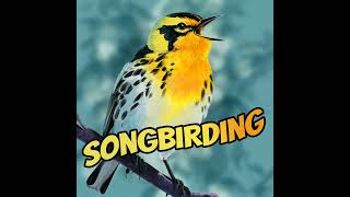 Birding the Forest Roads