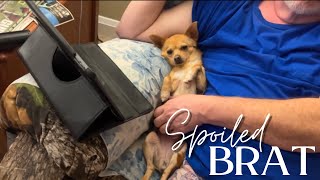 Peek into Marnie's Chihuahua Lifestyle