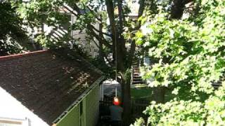 Professionals Pruning Large Trees