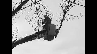 ELLIE - ash tree
