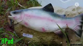 I put “The Terminator” theme song over singing fish getting destroyed