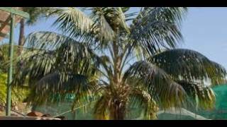 Palm('s) Sunday