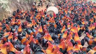 Walked Into a Sea of 10,000 Chickens!