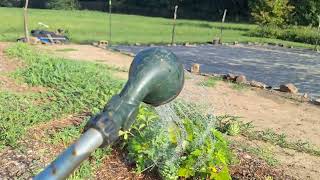 Watering the garden
