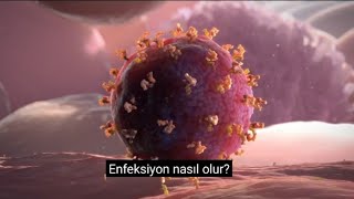 ENFEKSİYON NASIL OLUR? VİRÜS PARTİKÜLÜ I VİRÜS I VIRUS PARTICLE