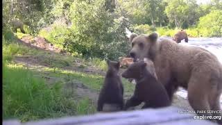 2023-07-22 BFL *content warning-cub attacked* 821 Pepper goes after 806 Donkey coy, explore.org