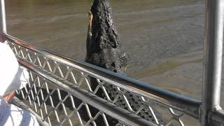Feeding the croc