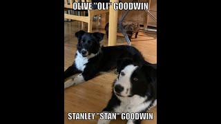 JOHN GUMBY GOODWIN - STAN AND OLI - ADOPTION DAY