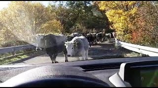 Gargano, in auto in compagnia delle Podoliche