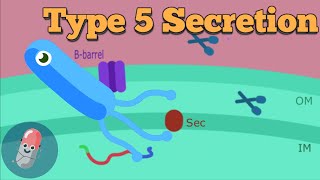 Type 5 Secretion system