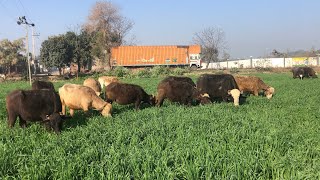 Neeli Ravi buffalo breeding Farm