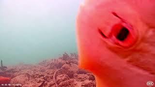 Yellow Stingray cleaning the dome CCC 24 December 2021