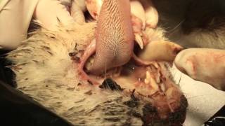 Maggots in mouth of hit by car cat