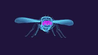 fly to brain animation dark bg