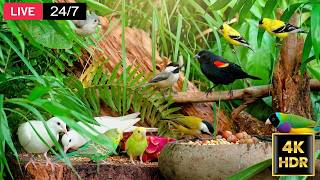 🔴 Cat TV Paradise 😺 Exotic Birds & Dove 24/7 4K HDR
