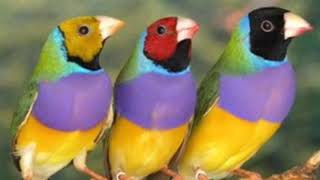 as mais balas aves do mundo #/