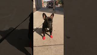 Funny and Cute French Bulldog (compilation) #95