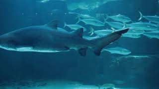 meditation music video| relax music video| drone shot video| nature related videos| nature videos