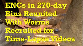 Returning ENC worms from time-lapse container to the systems they were recruited from - vermicompost