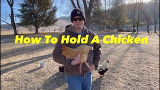 How To Hold A Chicken: The Right Way!