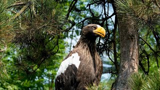 Aves Incrivelmente Lindas