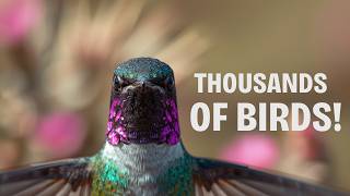 From 8 Feeders to Thousands: The Story of 8 Hummingbirds Ranch