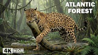 ATLANTIC FOREST | Where Life Follows Invisible Laws | Nature Animal Documentary