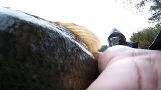 My first release bass