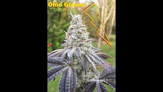 1 Gallon Fabric No Veg - No Nutes Grow Goes GREAT!