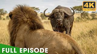 LIONS VS BUFFALO | Most Brutal Survival Battle (Full Episode) | Nature Animal Documentary