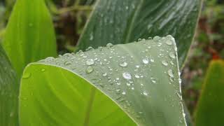 RELAXING PIANO MUSIC,SLEEP MUSIC,CALM MUSIC,GREAT TREES VIEW.