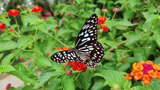 🦋🦋🦋🅱︎🆄︎🆃︎🆃︎🅴︎🆁︎🅵︎🅻︎🆈︎🦋🦋🦋