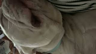 Brodyyyyyy for sale dog #frenchie #dog #frenchbulldog 