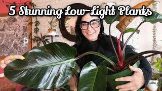 Plants That Grow With Almost No Light🌱Plants that will grow anywhere!