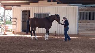 Cowboy Dressage Liberty POG Test #2, Christi Rains and Stetson