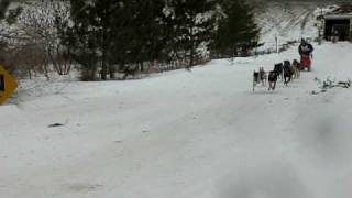 10 Dog Dogsled Teams