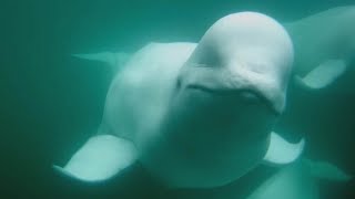 Beluga Boat Underwater Cam 2024 | Highlights