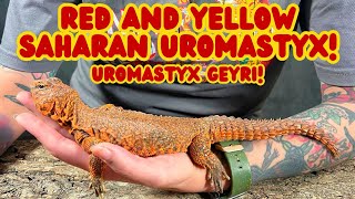 Uromastyx 101: Fascinating Facts & Care Tips for Beginners!