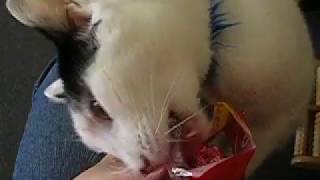 Henry vs. plastic bag